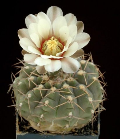 Gymnocalycium_bodenbenderia